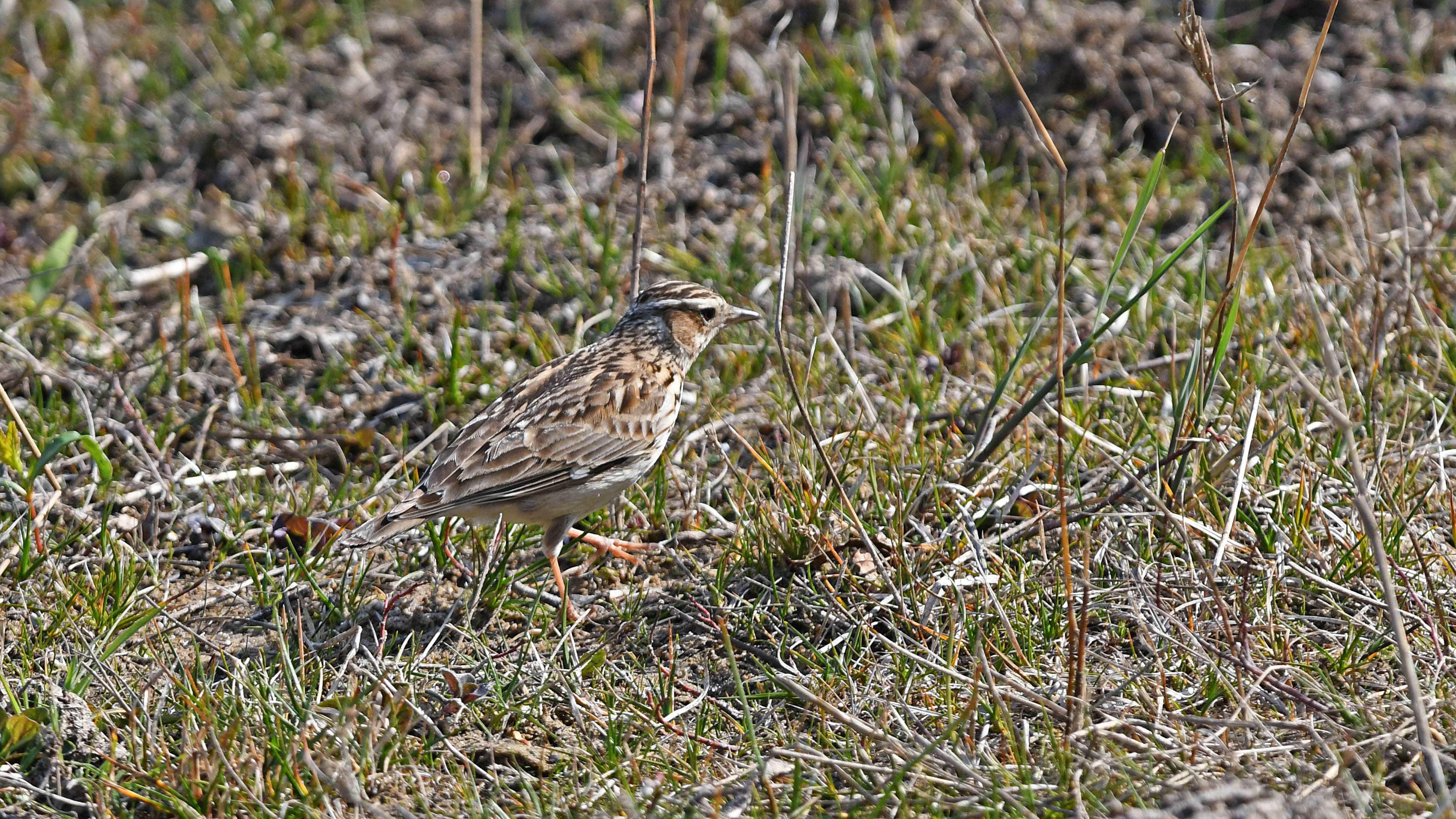 Boomleeuwerik of veldleeuwerik ?